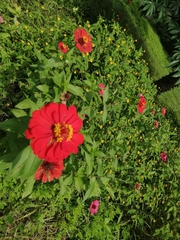 Zinnia elegans