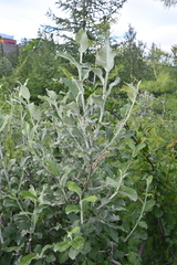 Salix alaxensis