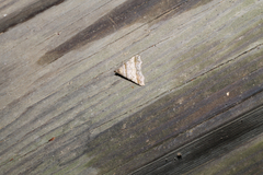 Phalaenophana pyramusalis