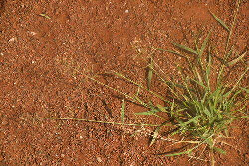 Eragrostis barrelieri