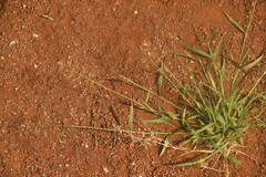 Eragrostis barrelieri