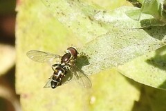 Toxomerus occidentalis