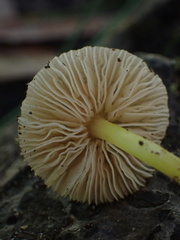 Pluteus romellii