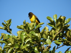 Pseudoleistes guirahuro