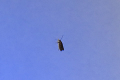 Dichomeris ligulella