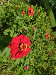 Zinnia elegans