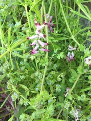 Valerianella locusta
