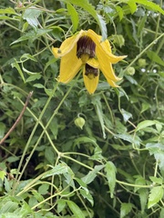 Clematis tangutica