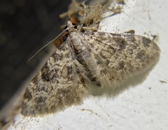 Larentiinae