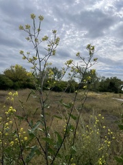 Rhamphospermum nigrum