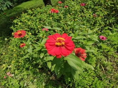 Zinnia elegans