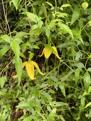 Clematis tangutica