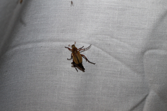 Macrodactylus subspinosus