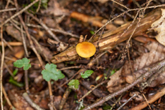 Agaricineae