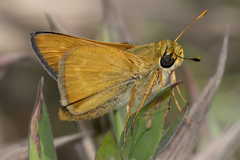 Hesperia meskei