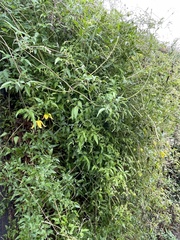 Clematis tangutica