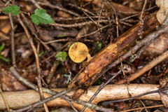 Agaricineae