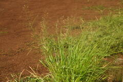 Eragrostis tenuifolia
