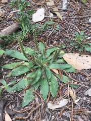 Plantago debilis
