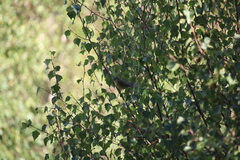 Phylloscopus trochilus