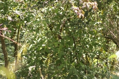 Catharus occidentalis