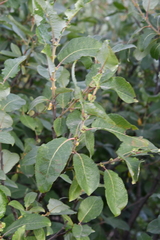 Salix pyrolifolia