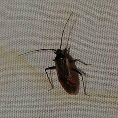 Adelphocoris
