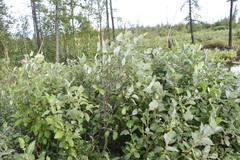 Salix pyrolifolia