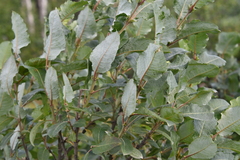 Salix pyrolifolia