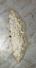 Idaea incisaria
