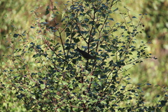 Phylloscopus trochilus