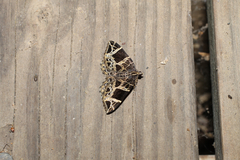 Gandaritis atricolorata