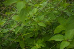 Synedrella nodiflora