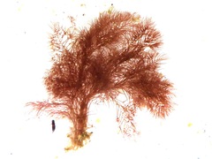 Callithamnion tetragonum