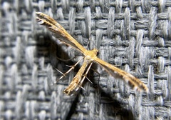 Dejongia californicus