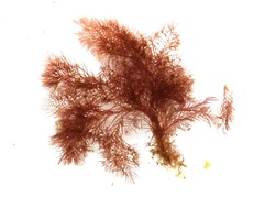 Callithamnion tetragonum