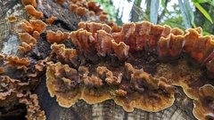 Stereum ostrea