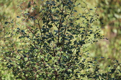 Phylloscopus trochilus