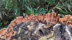 Stereum ostrea