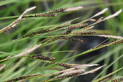 Carex nigra juncea