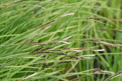 Carex nigra juncea