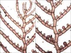 Callithamnion tetragonum