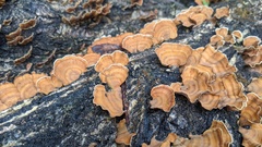 Stereum ostrea