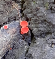 Sarcoscypha austriaca