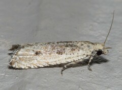 Bactra