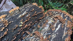 Stereum ostrea