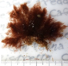 Callithamnion tetragonum