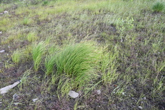 Carex nigra juncea