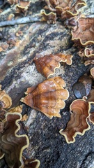 Stereum ostrea