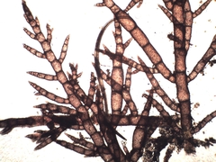 Callithamnion tetragonum